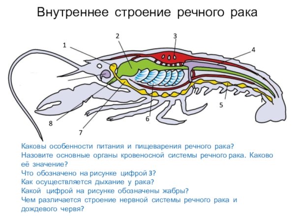 Пищеварительная система ракообразных схема