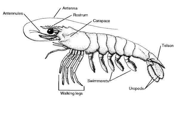 Строение креветки биология 7 класс