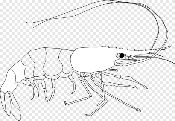 Креветка карандашом