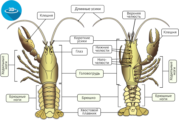 Внешнее строение членистоногих схема