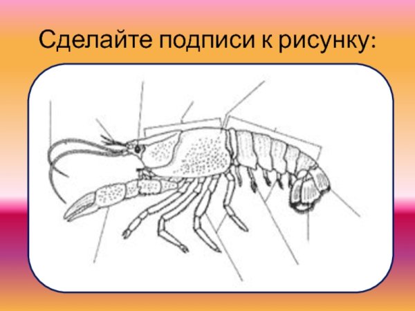 Внешнее строение ракообразных