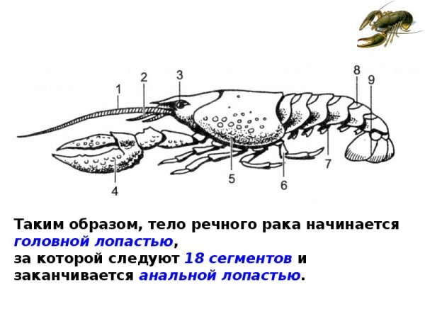 Внешнее строение ракообразных рисунок