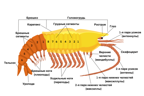 Ракообразные строение мандибулы