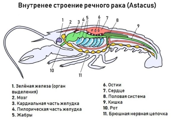 Зарисовать внутреннее и внешнее строение речного рака.