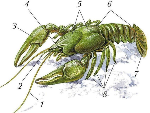 Внутреннее строение ракообразных схема
