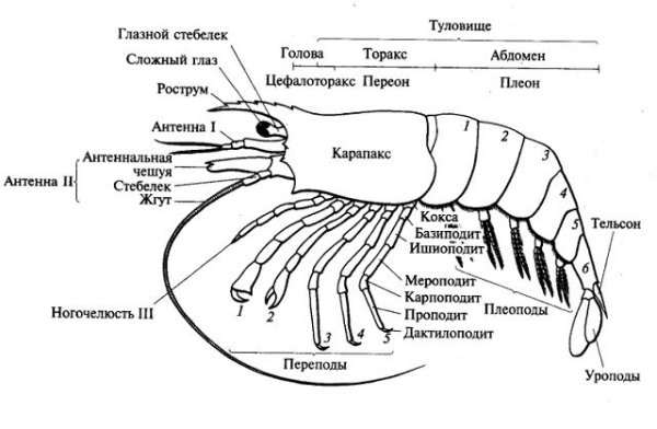 Внешнее строение креветки схема