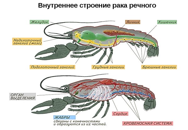 Строение головогруди ракообразных