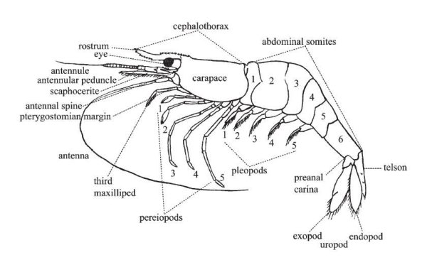 Внешнее строение ракообразных рисунок