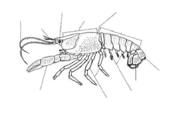 Внешнее строение ракообразных схема
