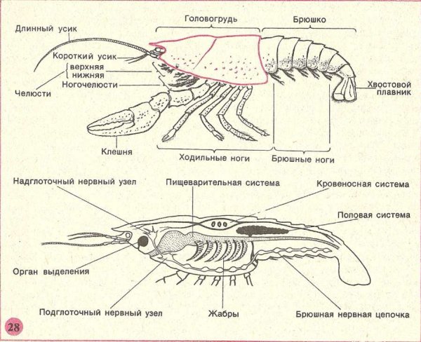 Внешнее строение ракообразных рисунок