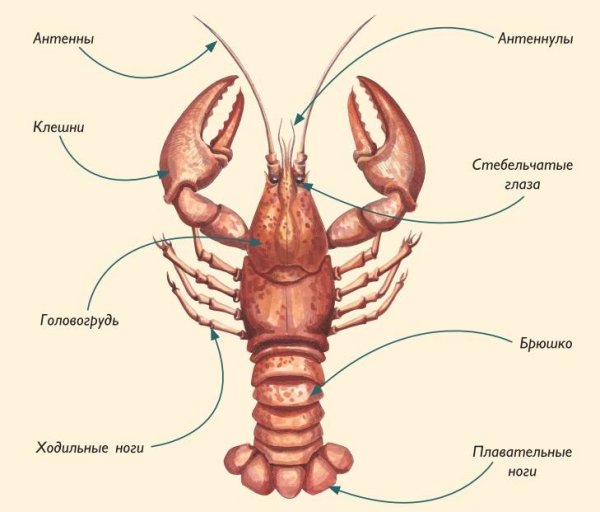 Строение членистоногих 7 класс биология