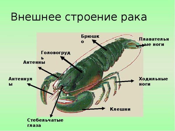 Внешнее строение ракообразных схема