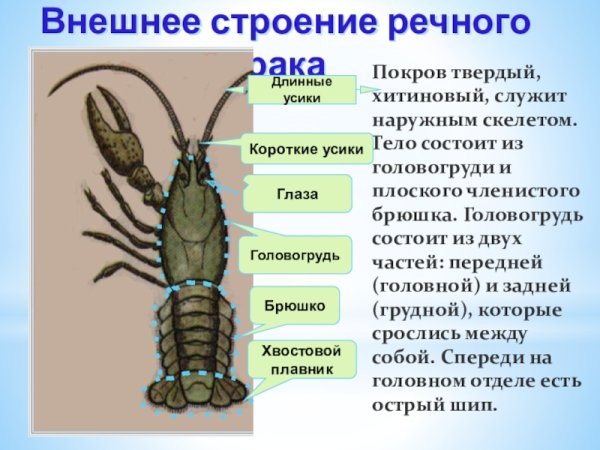 Половая система ракообразных
