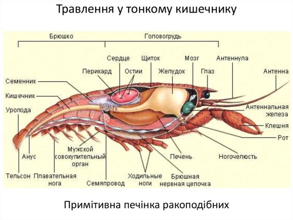 Размножение ракообразных схема