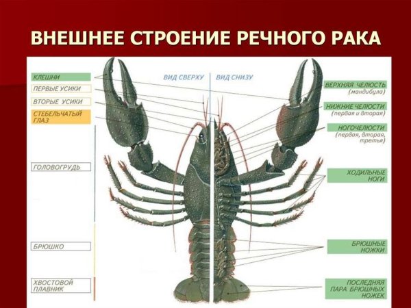Внутреннее строение членистоногих ракообразные