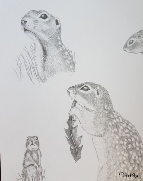 Сурок рисунок карандашом
