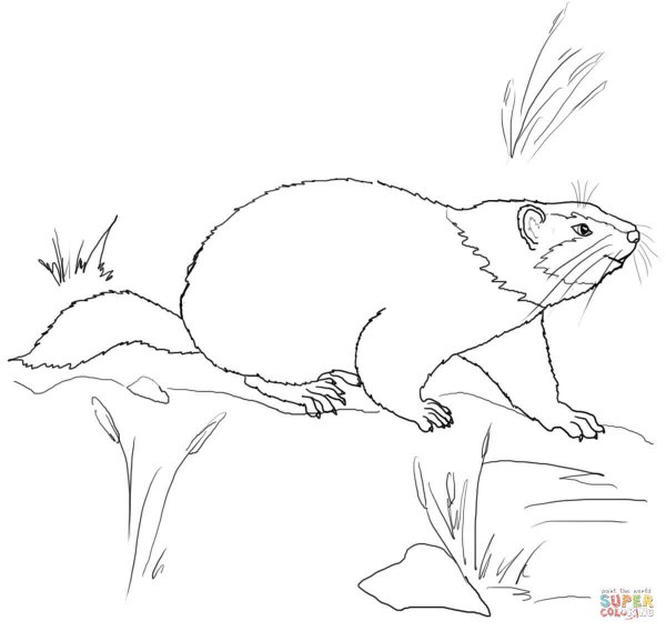 Крапчатый суслик раскраска