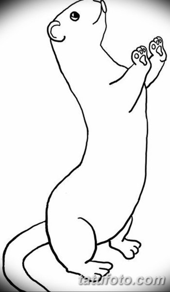 Сурок рисунок