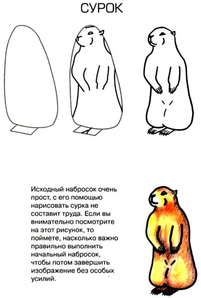 Суслик рисунок карандашом
