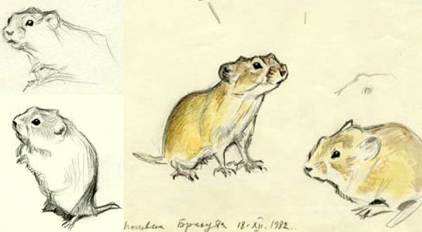 Сурок раскраска для детей