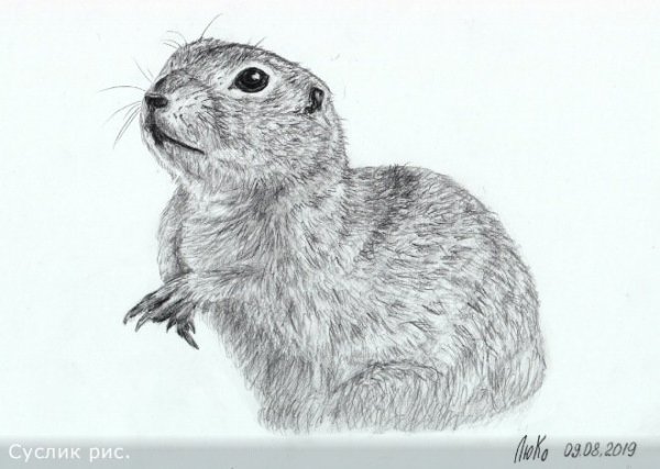 Хорёк для срисовки