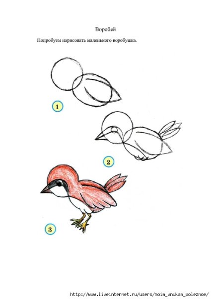 Поэтапное рисование воробья