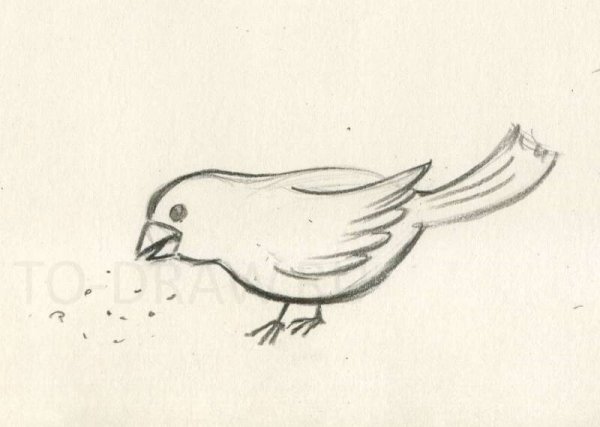 Птицы для срисовки