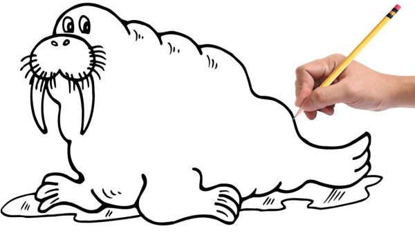 Морж раскраска для детей