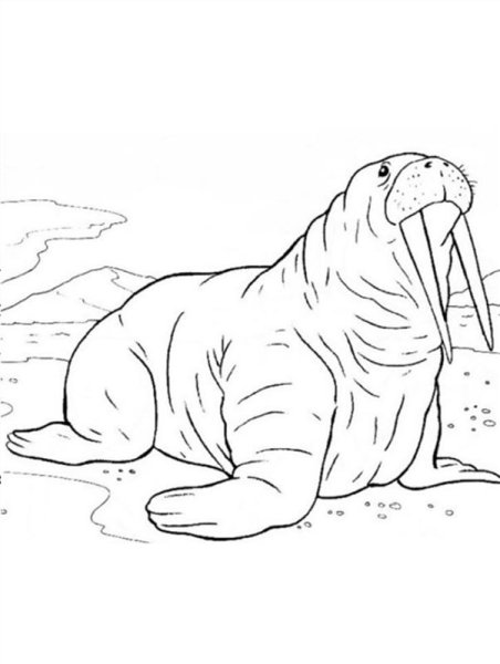 Морж шаблон для аппликации