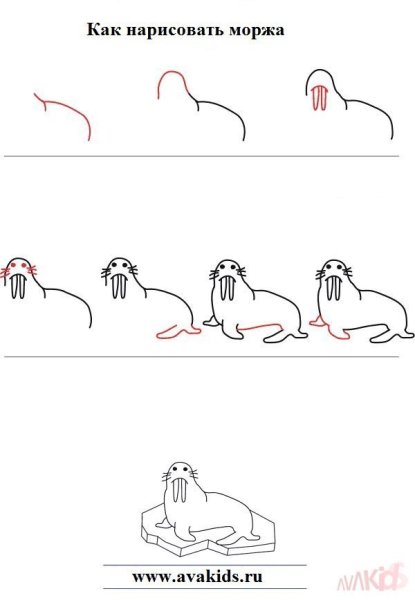 Морж карандашом