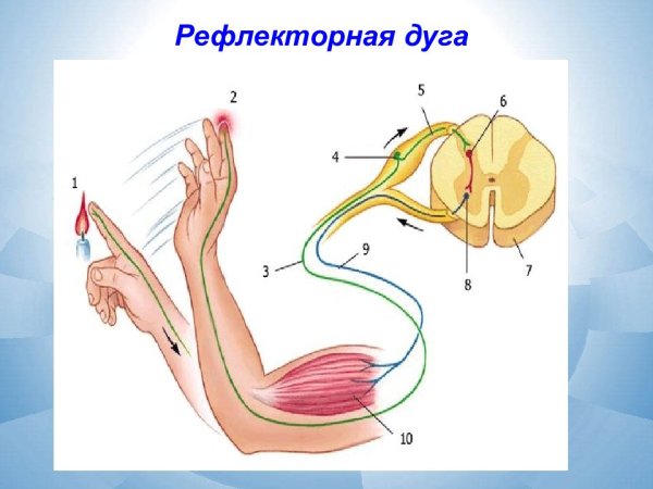 Структура рефлекторной дуги рисунок