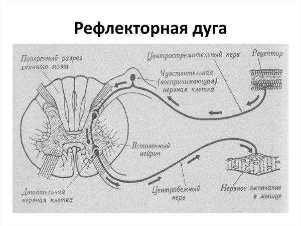 Строение рефлекторной дуги человека схема