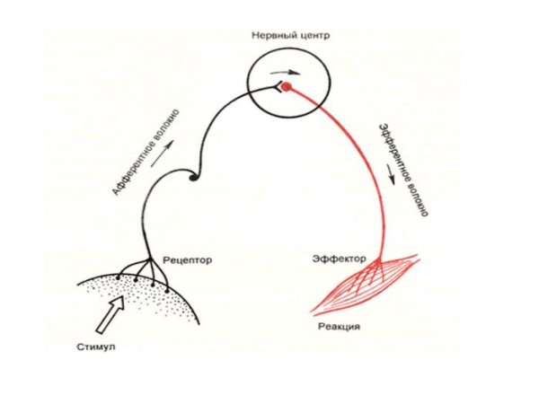 Сеченов рефлекторная дуга схема