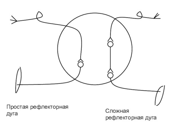 Схема простой рефлекторной дуги