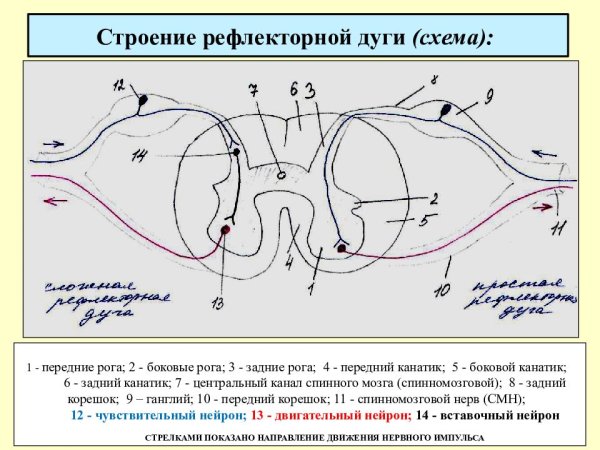 Схема сложной рефлекторной дуги соматического рефлекса