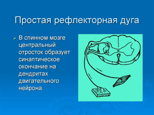 Рефлекторная дуга неврология простая