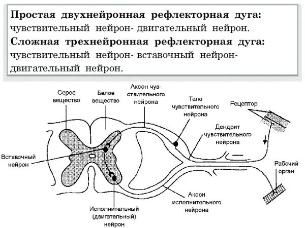 Схема соматической рефлекторной дуги рисунок
