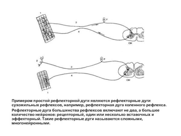 Рефлекторная дуга простого и сложного рефлекса