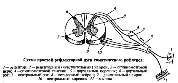 Строение рефлекторной дуги схема