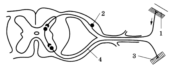 Рефлекторная дуга спинного мозга анатомия
