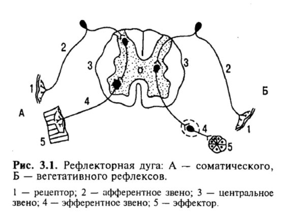 Схема строения соматической рефлекторной дуги