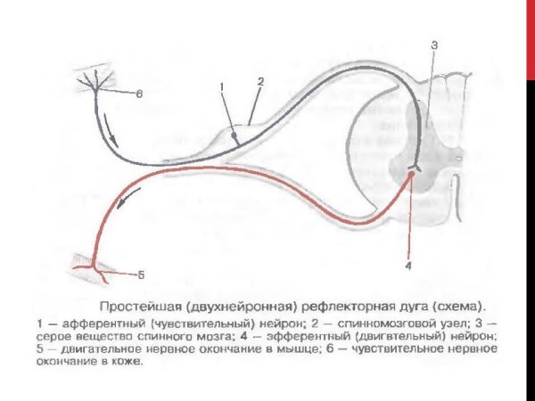 Структура двухнейронной рефлекторной дуги