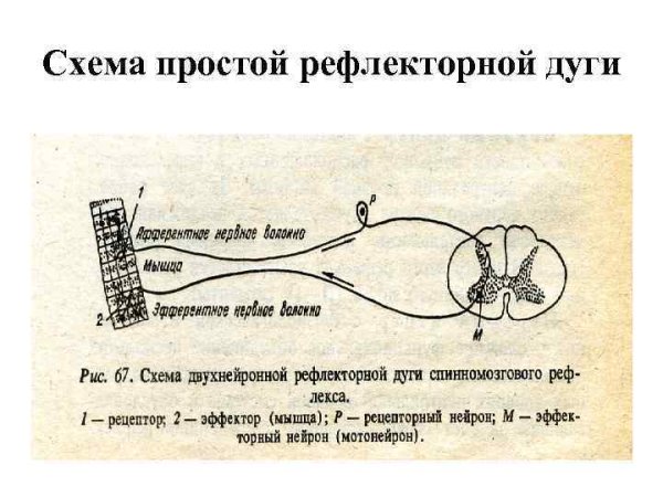 Рефлекс строение рефлекторной дуги