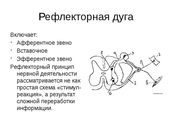 Рефлекторная дуга гольца схема