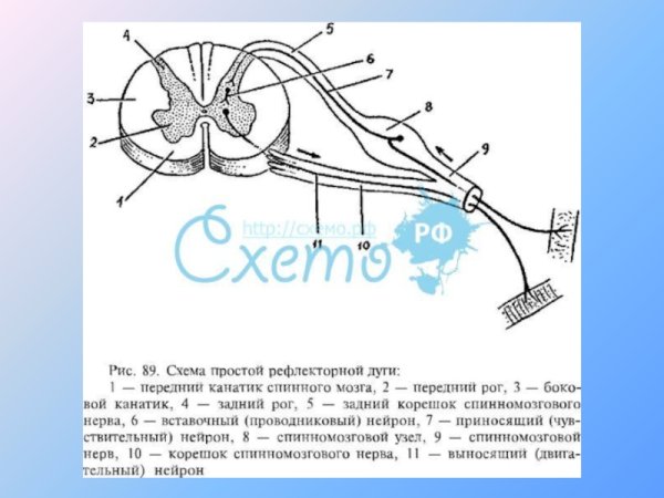 Строение рефлекторной дуги мигательного рефлекса схема