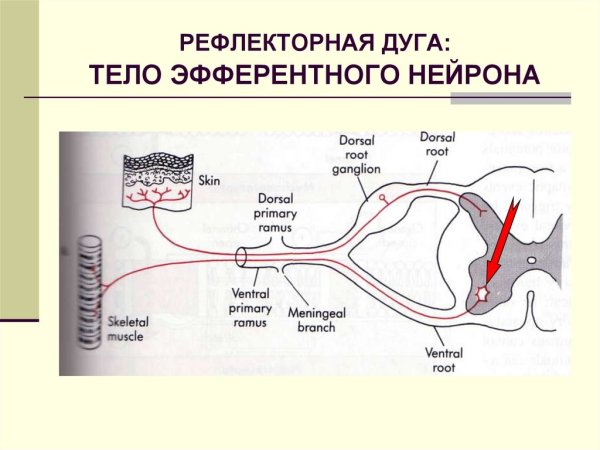 Схема строения дуг соматического и вегетативного рефлексов