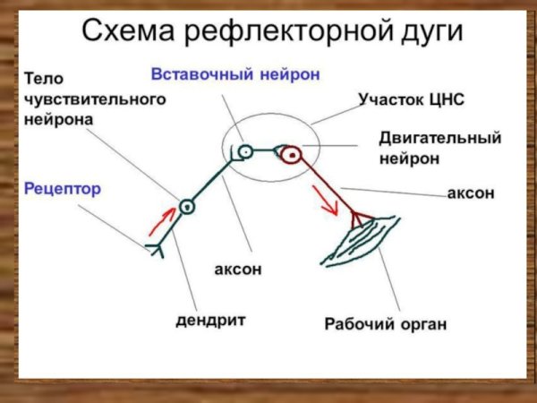 Рефлекс ЕГЭ рефлекторная дуга