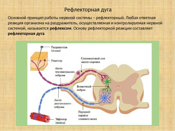 Строение рефлекторной дуги мигательного рефлекса