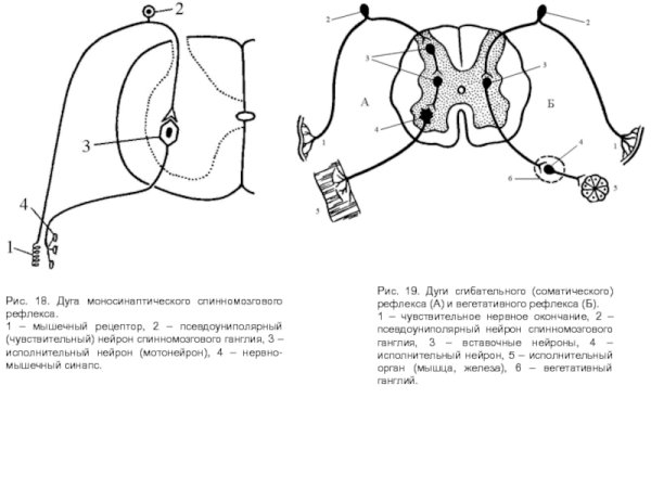 Звенья рефлекторной дуги физиология