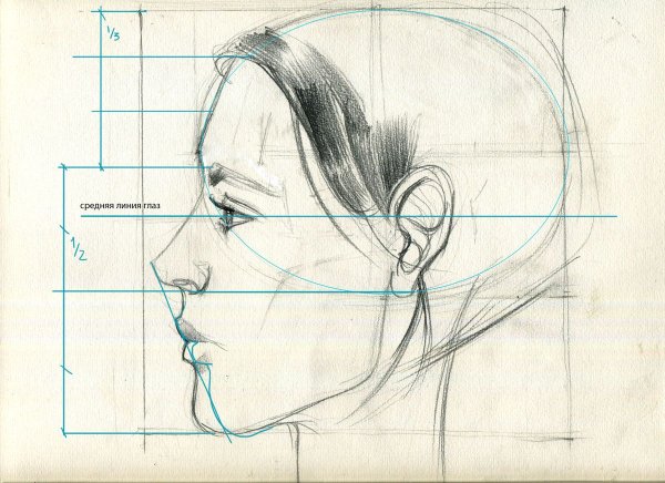 Строение женского лица в профиль